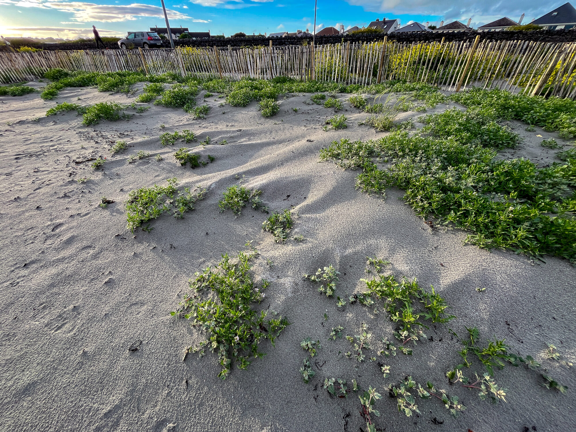 flora Clean Coasts 09 06 2026 (60 of 74)
