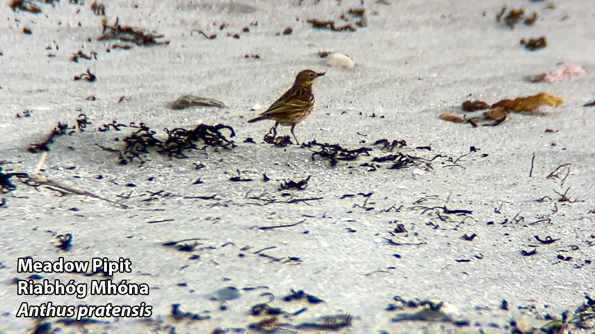 meadow pipit 24 04 2026