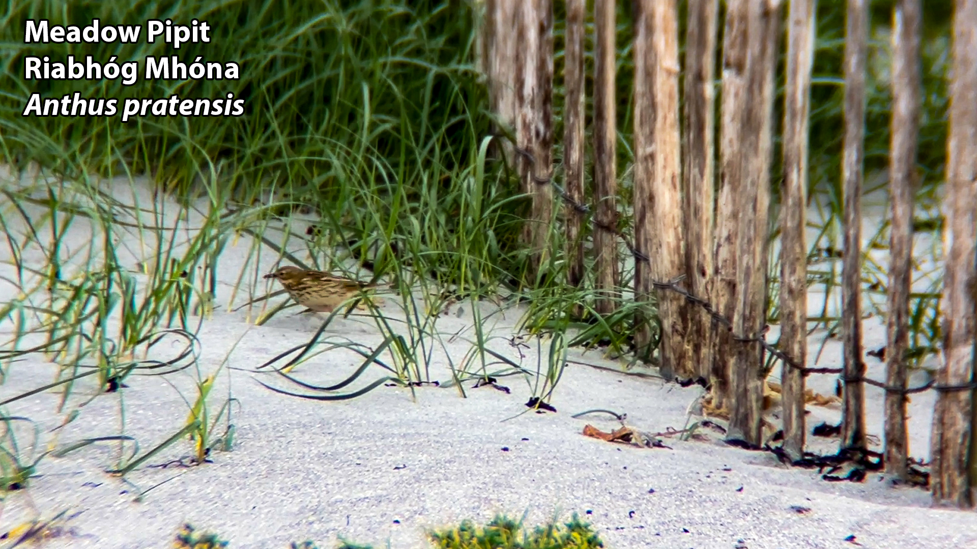 meadow pipit fences 24 04 2026