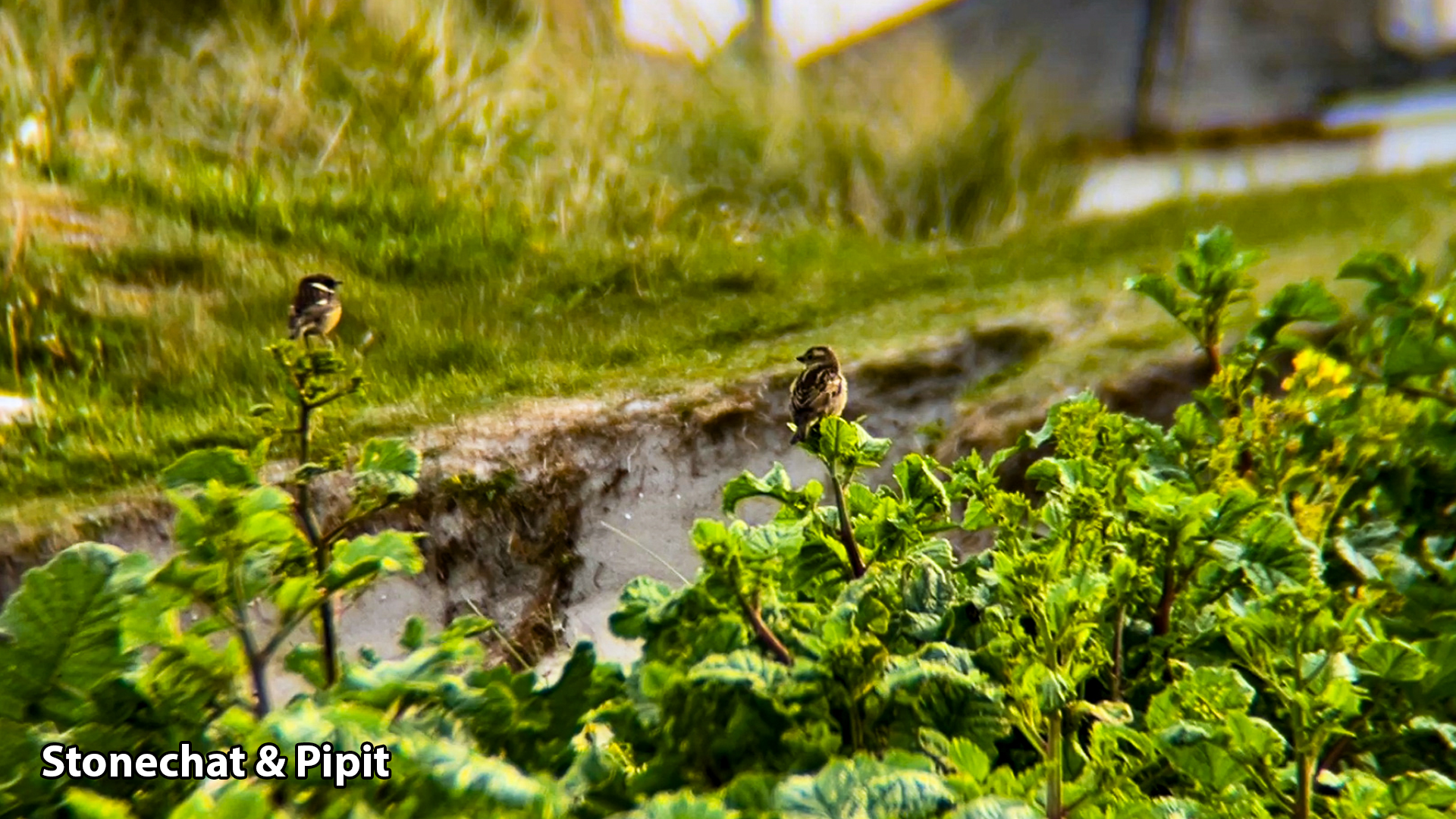 stonechat and pipit 24 04 2026