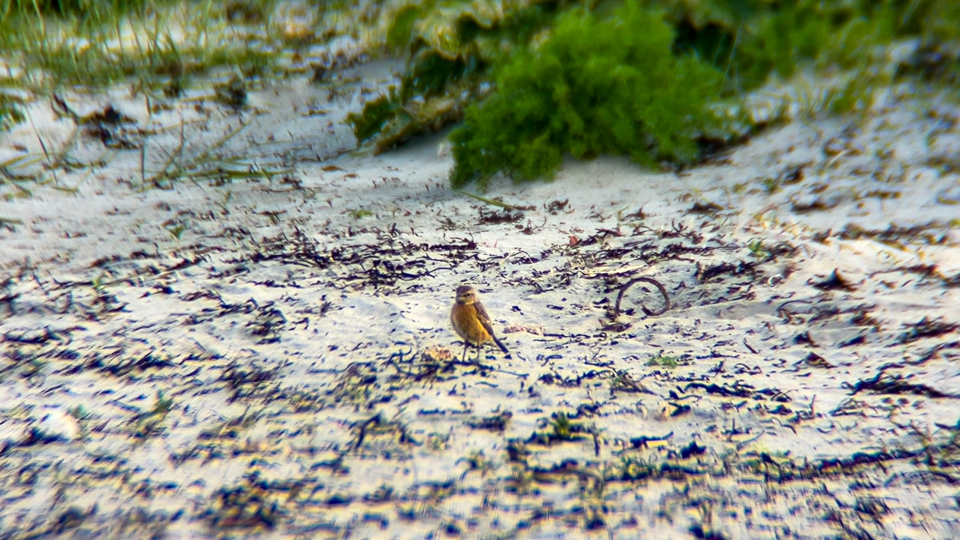 stonechat and sand 24 04 2026