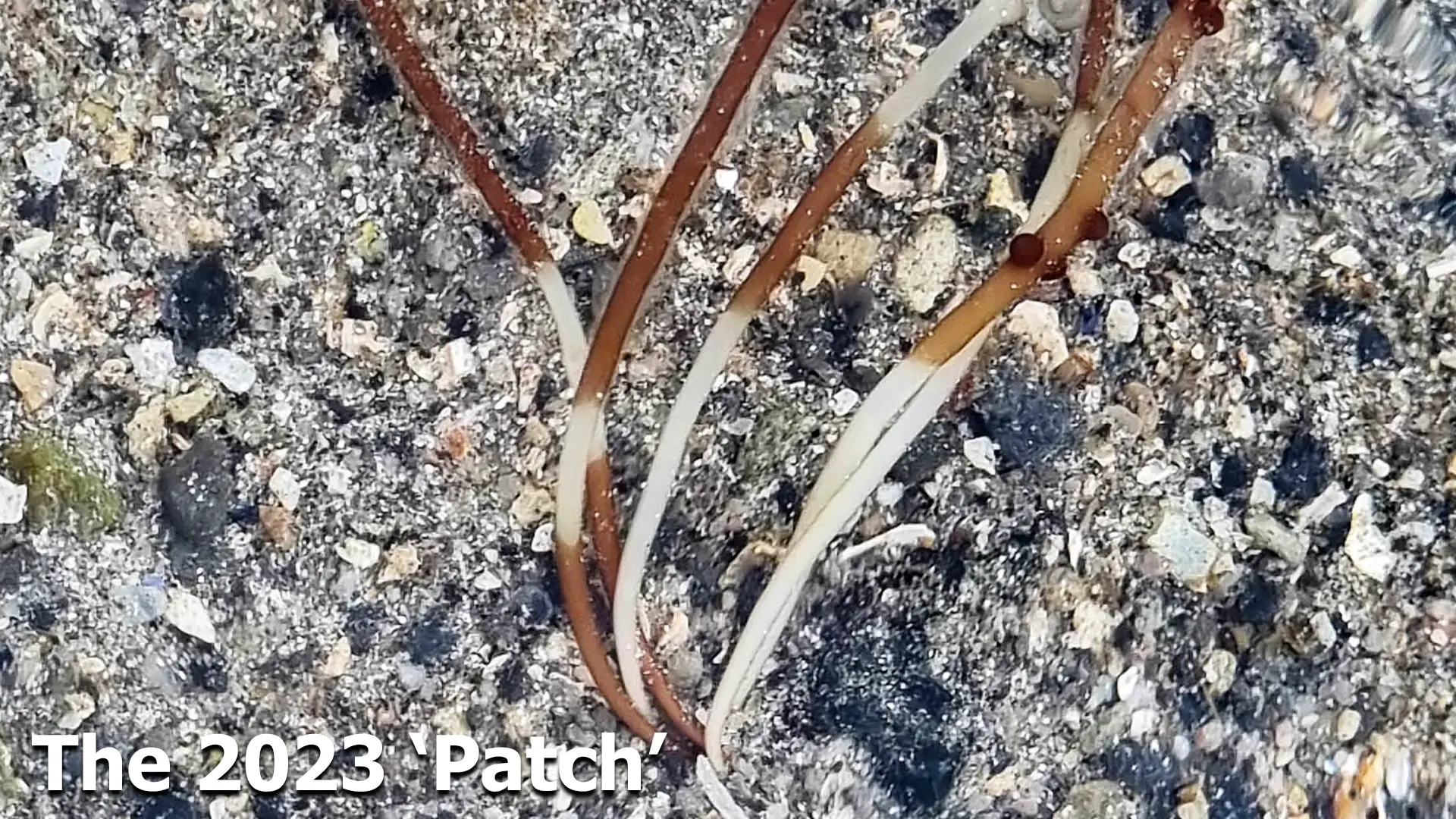 Seagrass Plant found in 2023 image three