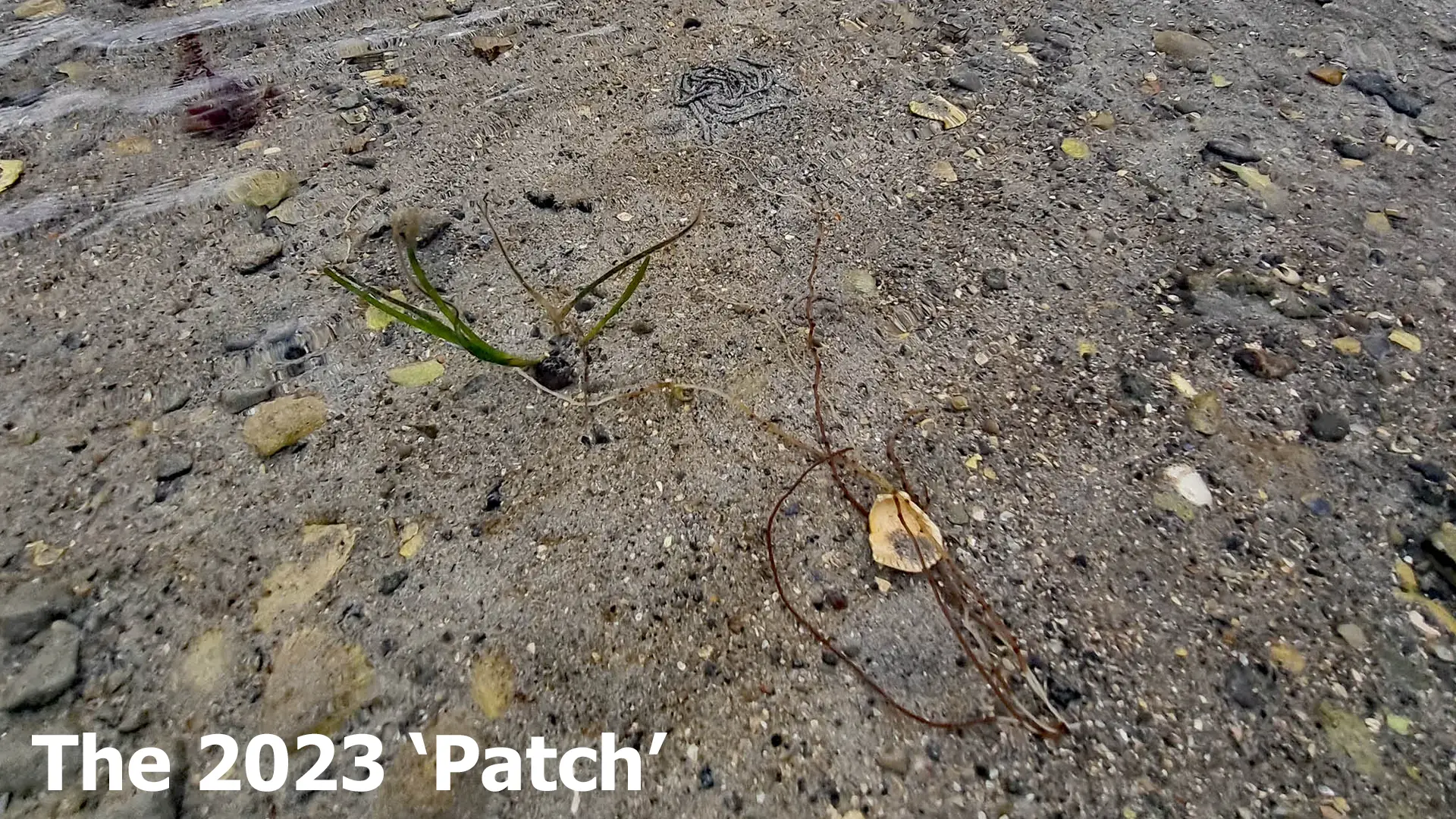 Seagrass Plant found in 2023.