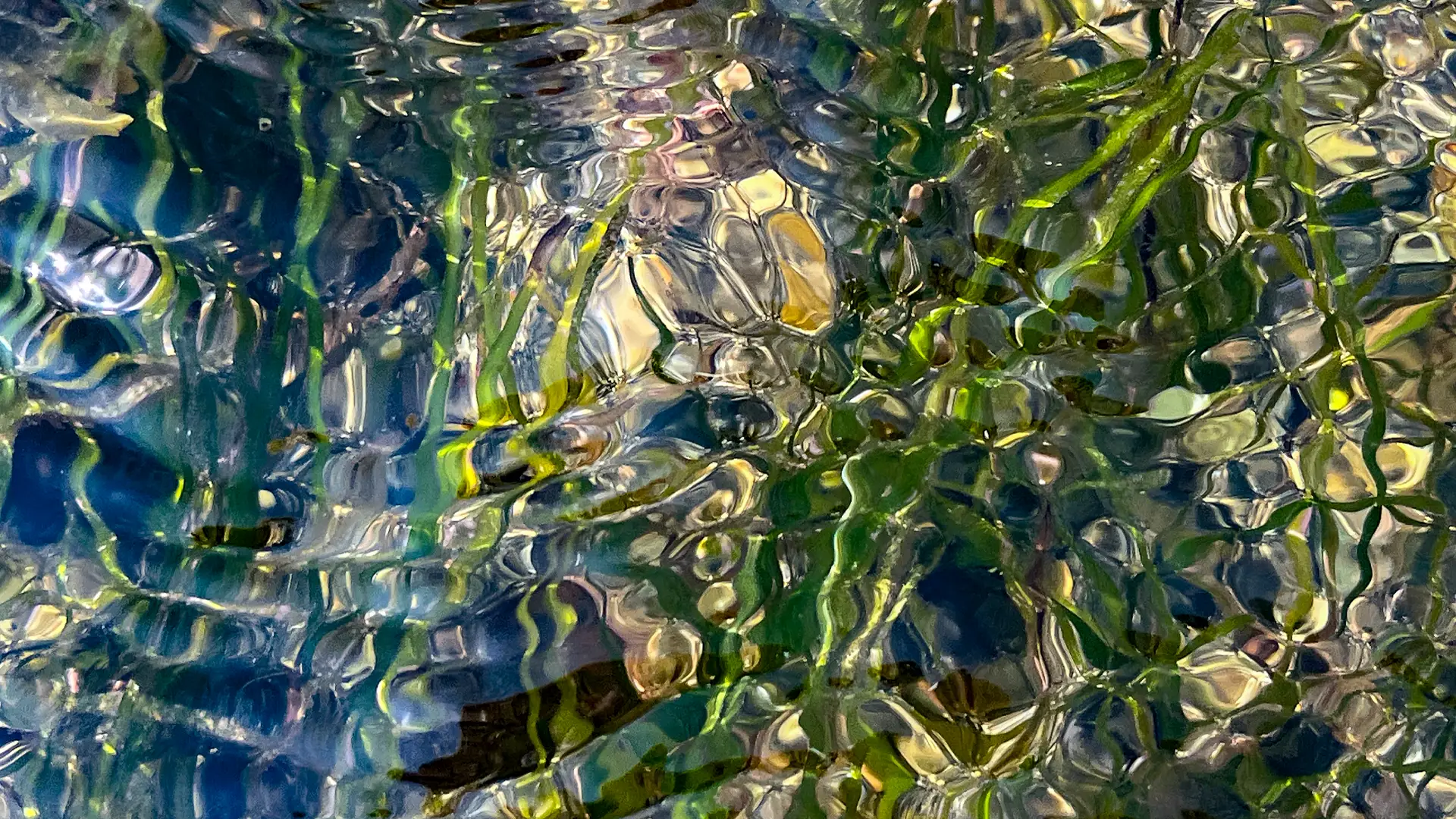 Seagrass covered by rippling waves, yet there is a beautiful green colur to be seen.