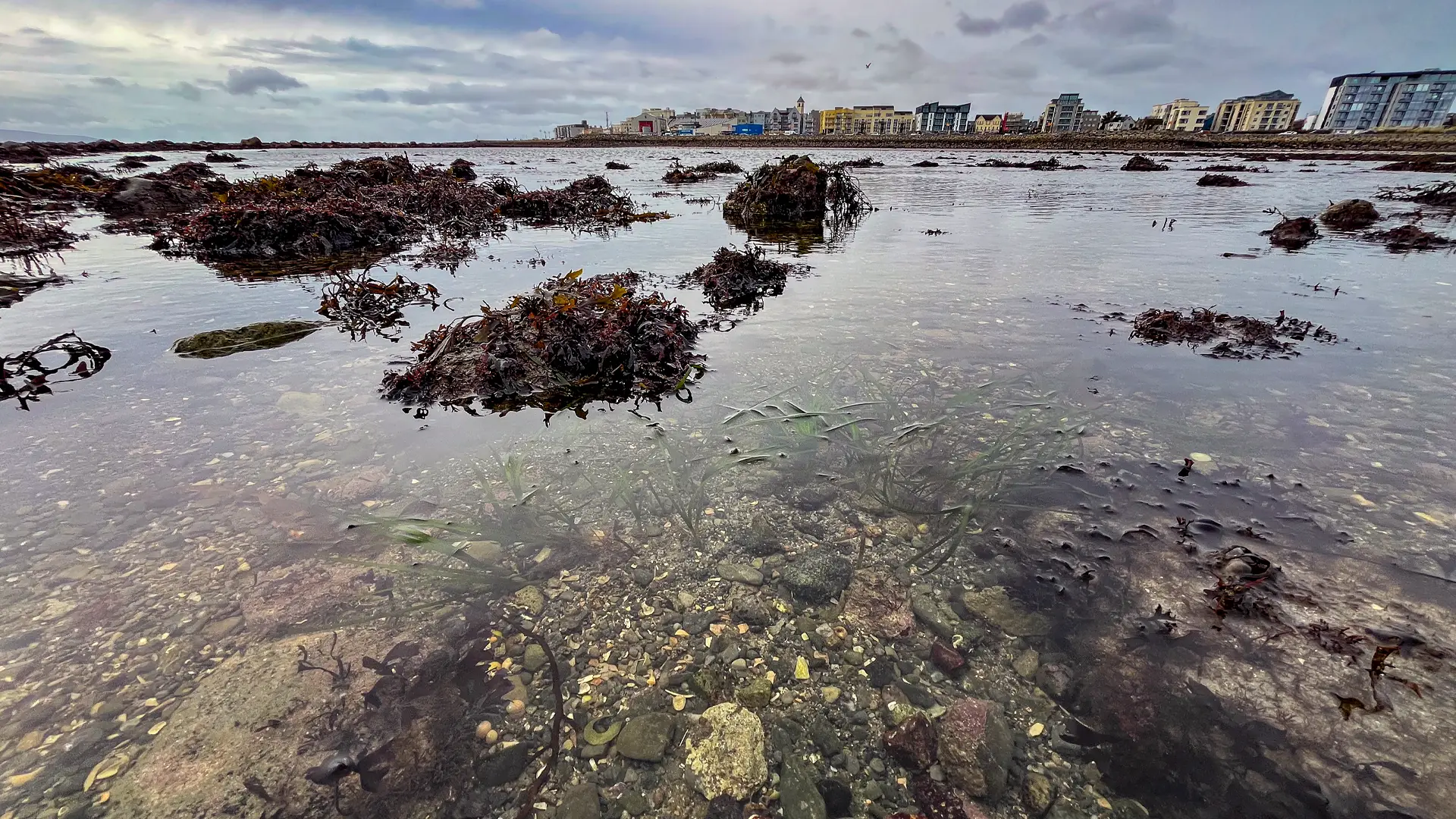 The final patch of seagrass discovered in November.