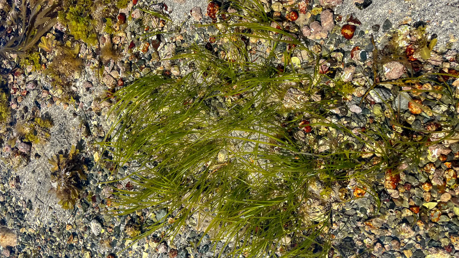 the vibrant green of Seagrass on Grattan Beach Salthill.