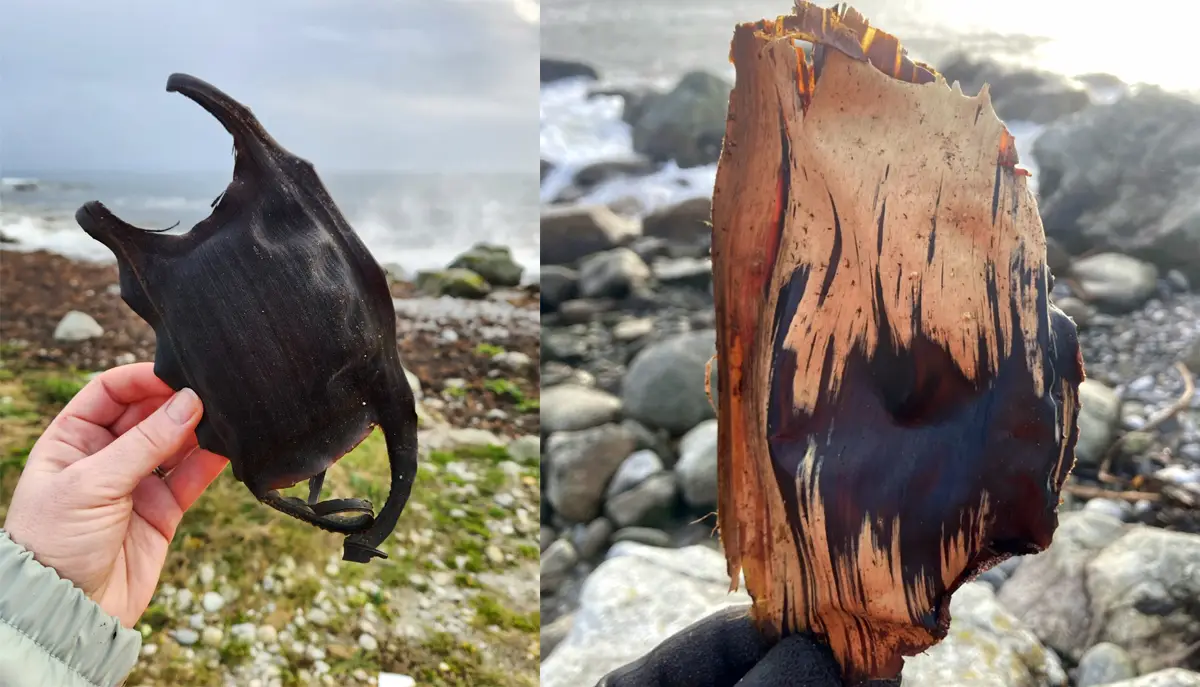 Child holding two critically endangered eggcases.