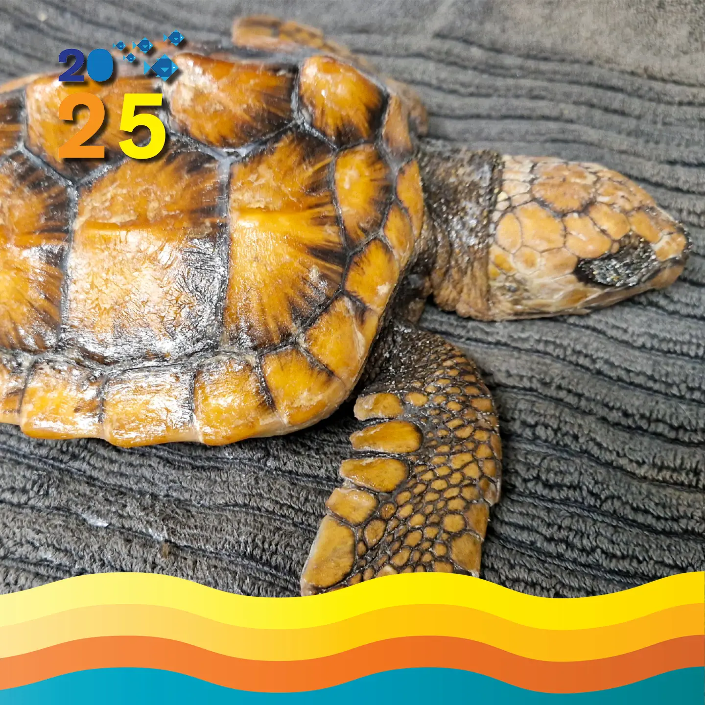 Columbus The Loggerhead Turtle.