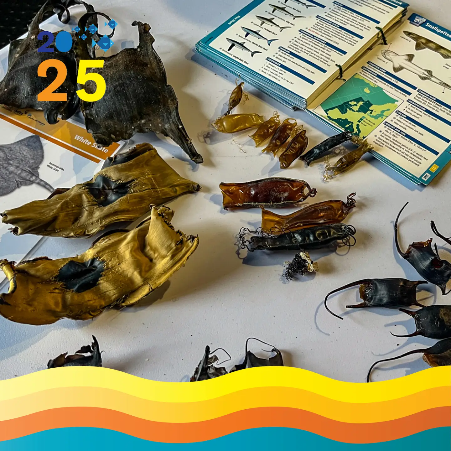 Marine Dimensions Talk in the Aquarium.