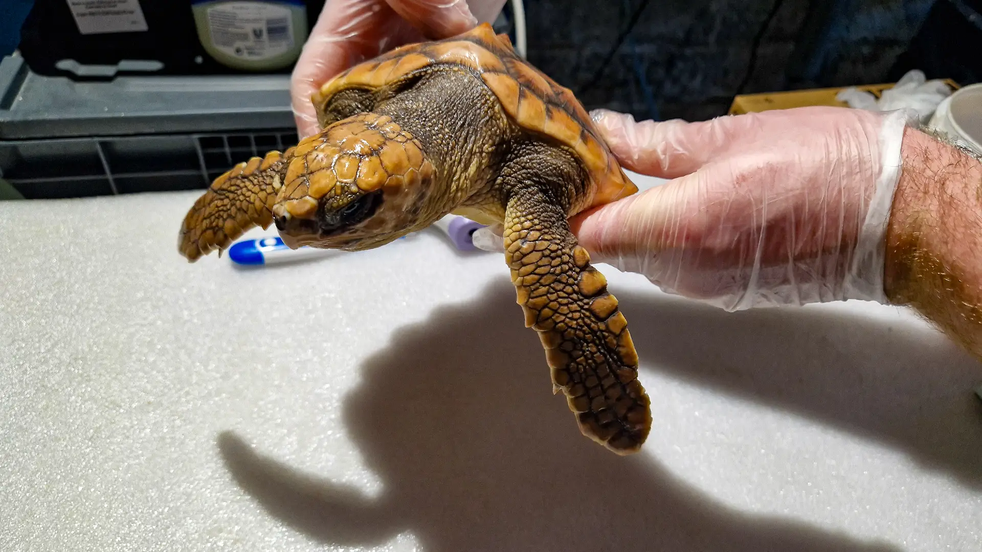 Turtle being cared for by Aquarist