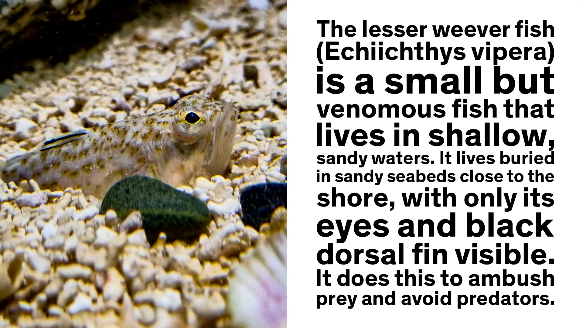 Lesser Weever descrition. It tells us that weevers bury into the sand up to thier eyes so thay can ambush predators.