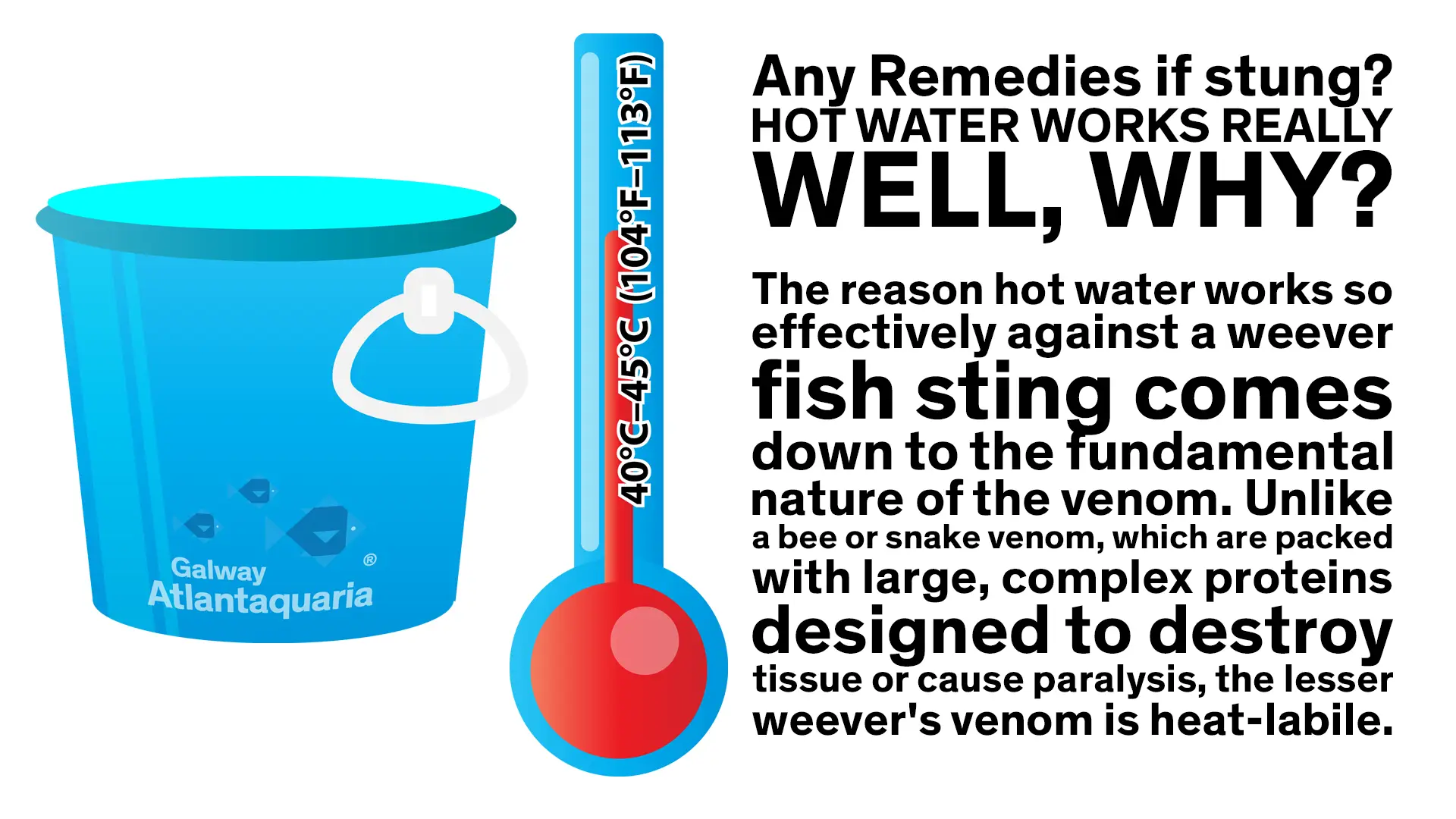 REMEDY for a weever sting talking about hot water treatment and why it works.