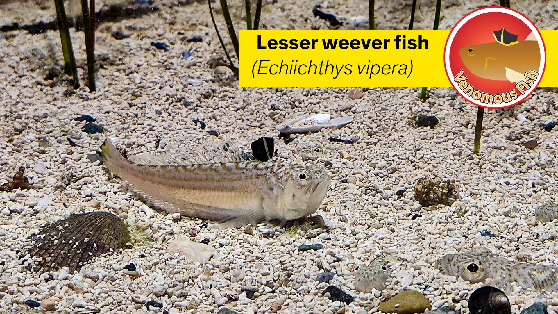 The Lesser Weever name and scientific name Echiichthys vipera.