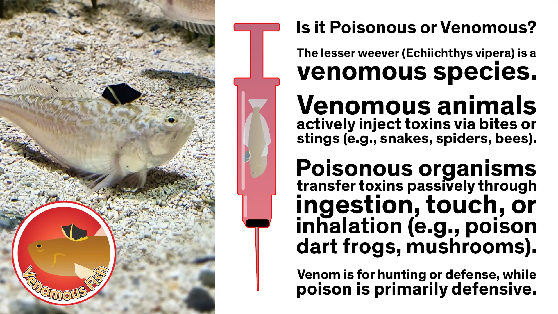 The weever is a venomous species.