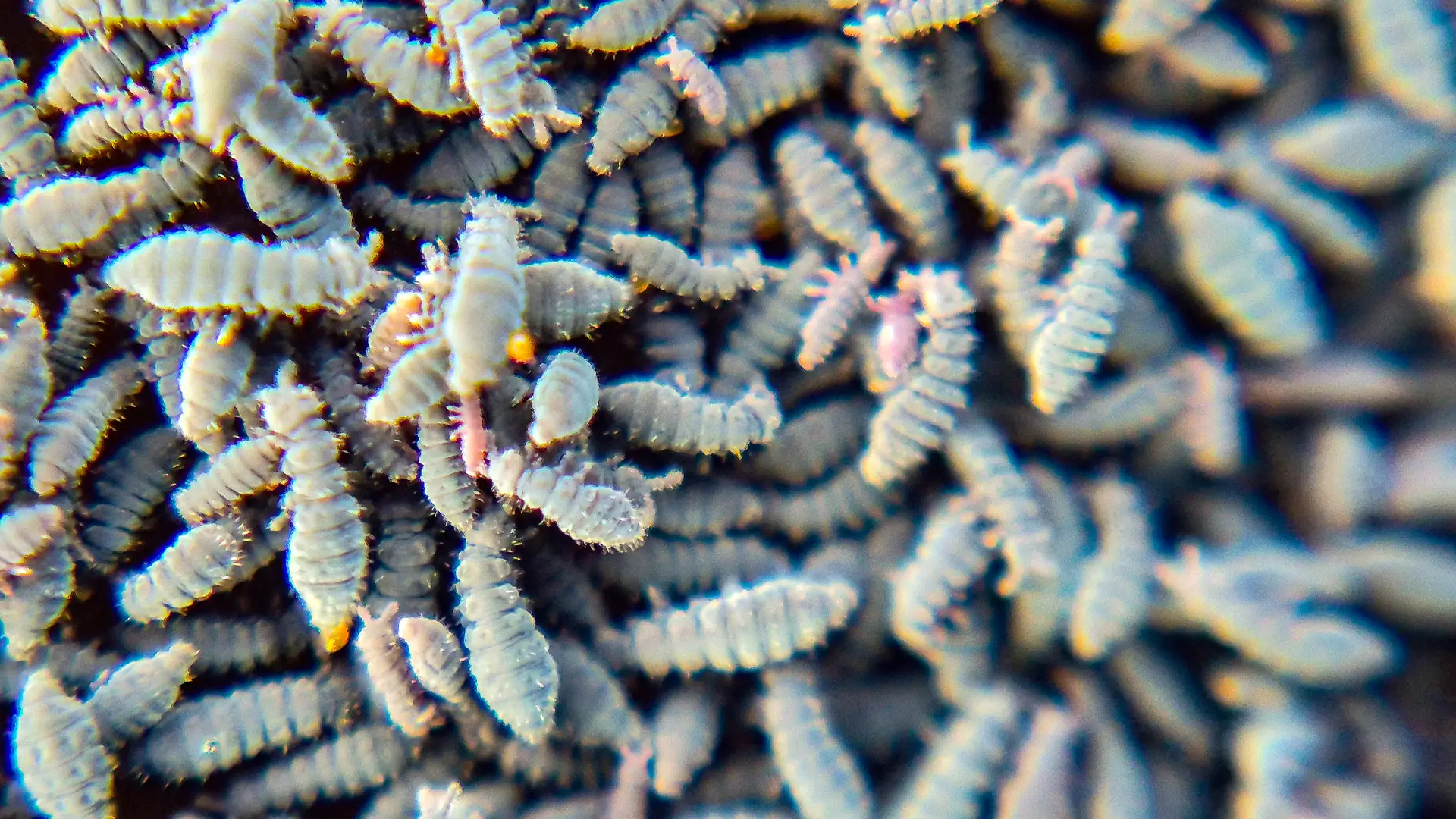 A macro lens close up of the blue and grey marine springtail on Grattan Beach, Salthill.