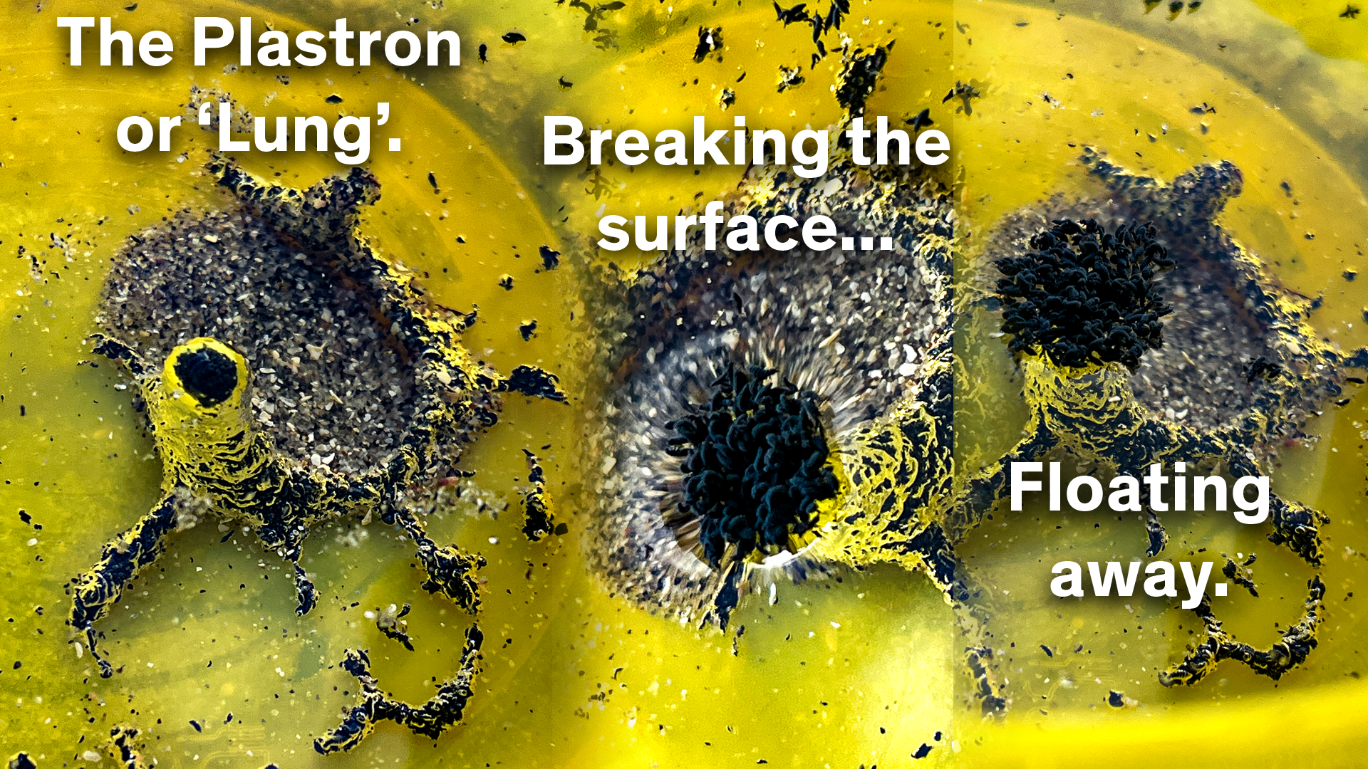 A plastron and Marine Springtail example from Grattan Beach, Salthill.