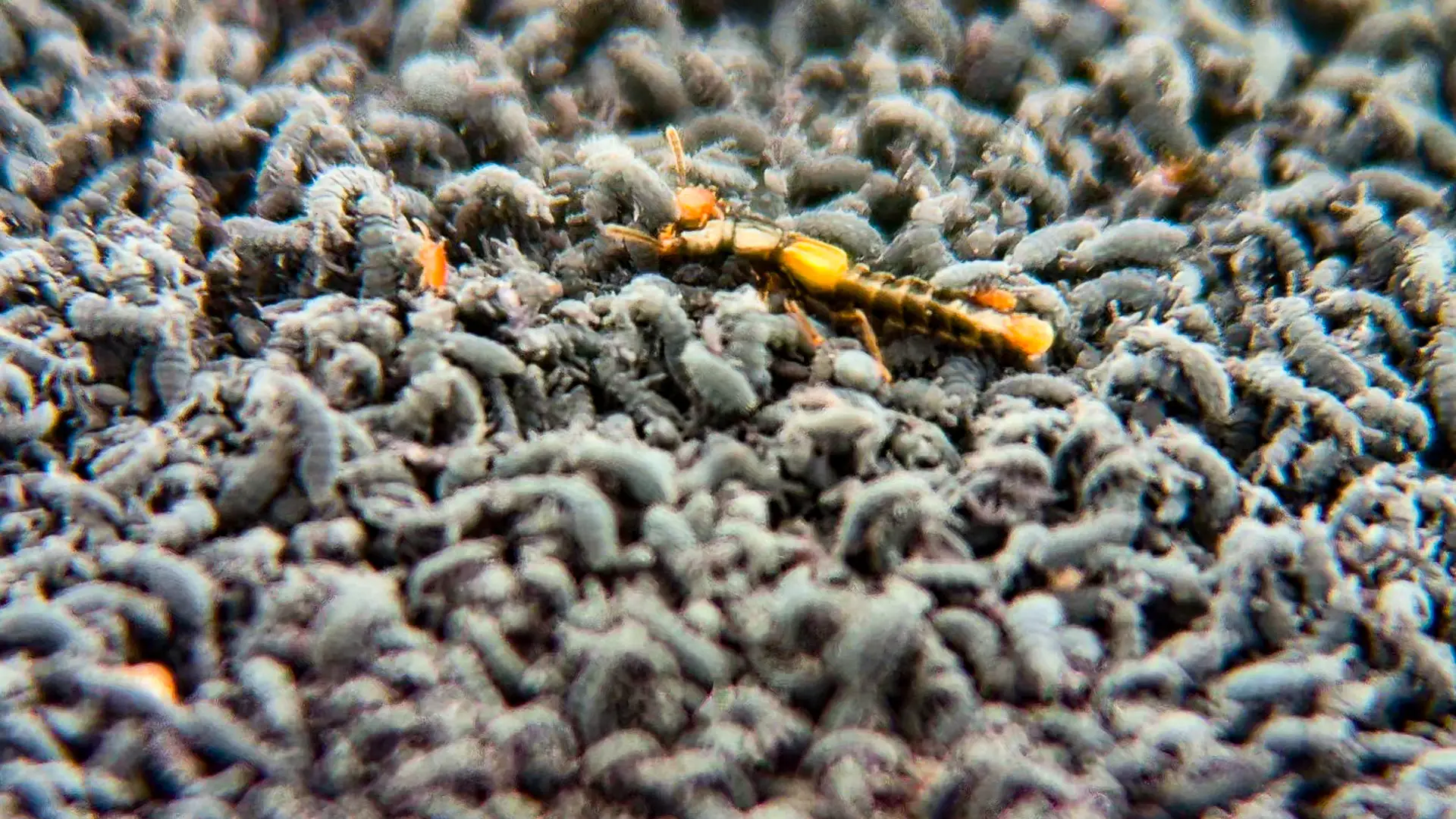 A small beetle walks across thousands of marine springtails.