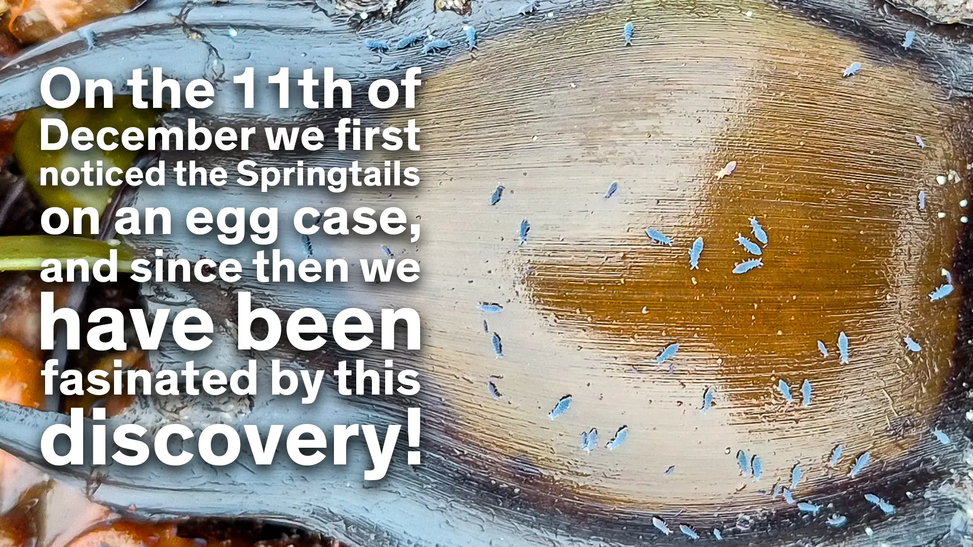 Small Sprintails on a Mermaids Purse in Salthill, Galway City.