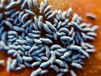 Springtails on Grattan Beach, Salthill, a featured image.
