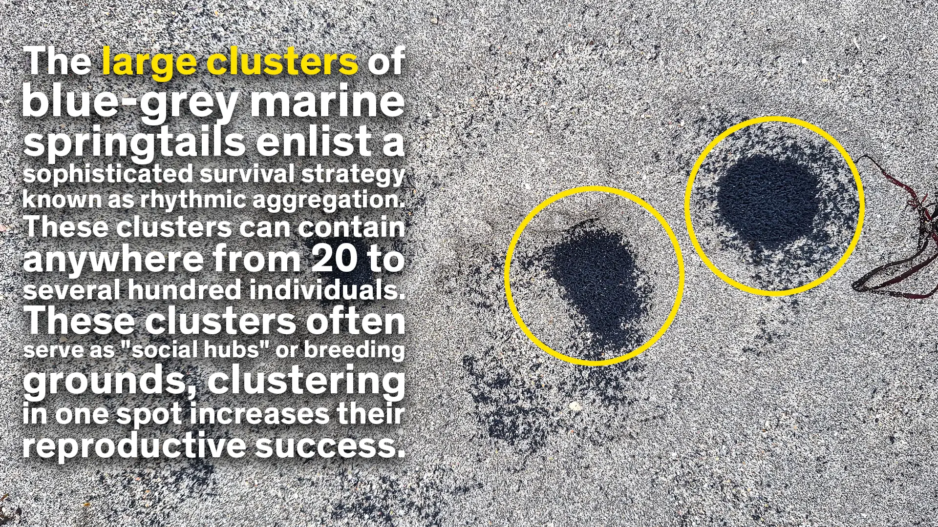 The Springtails gather in clusters of thousands and this is both social and reproductive they are marked with yellow circles. There are thousands of them in this image.
