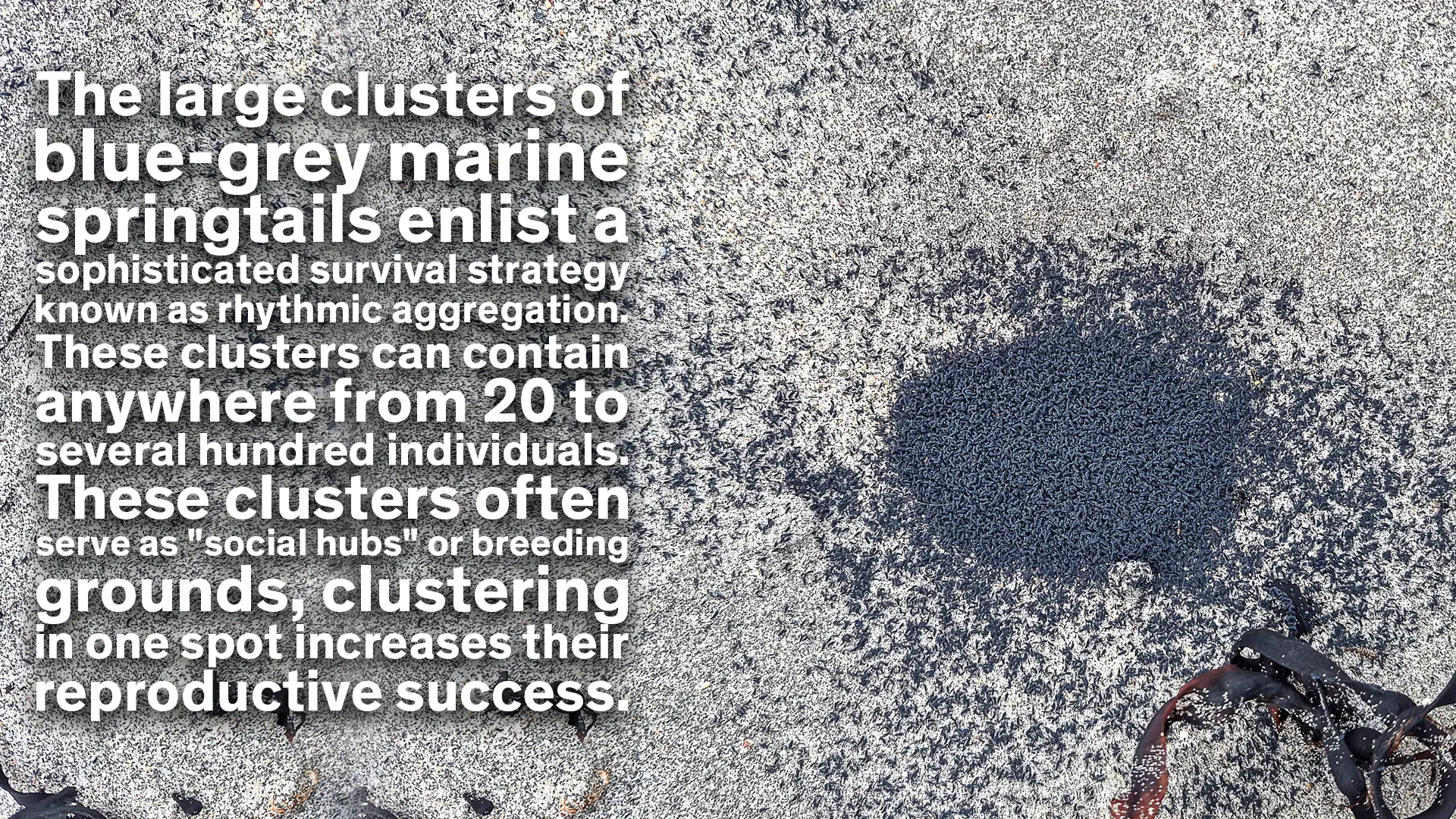 The Springtails gather in clusters of thousands and this is both social and reproductive. There are thousands of them in this image.