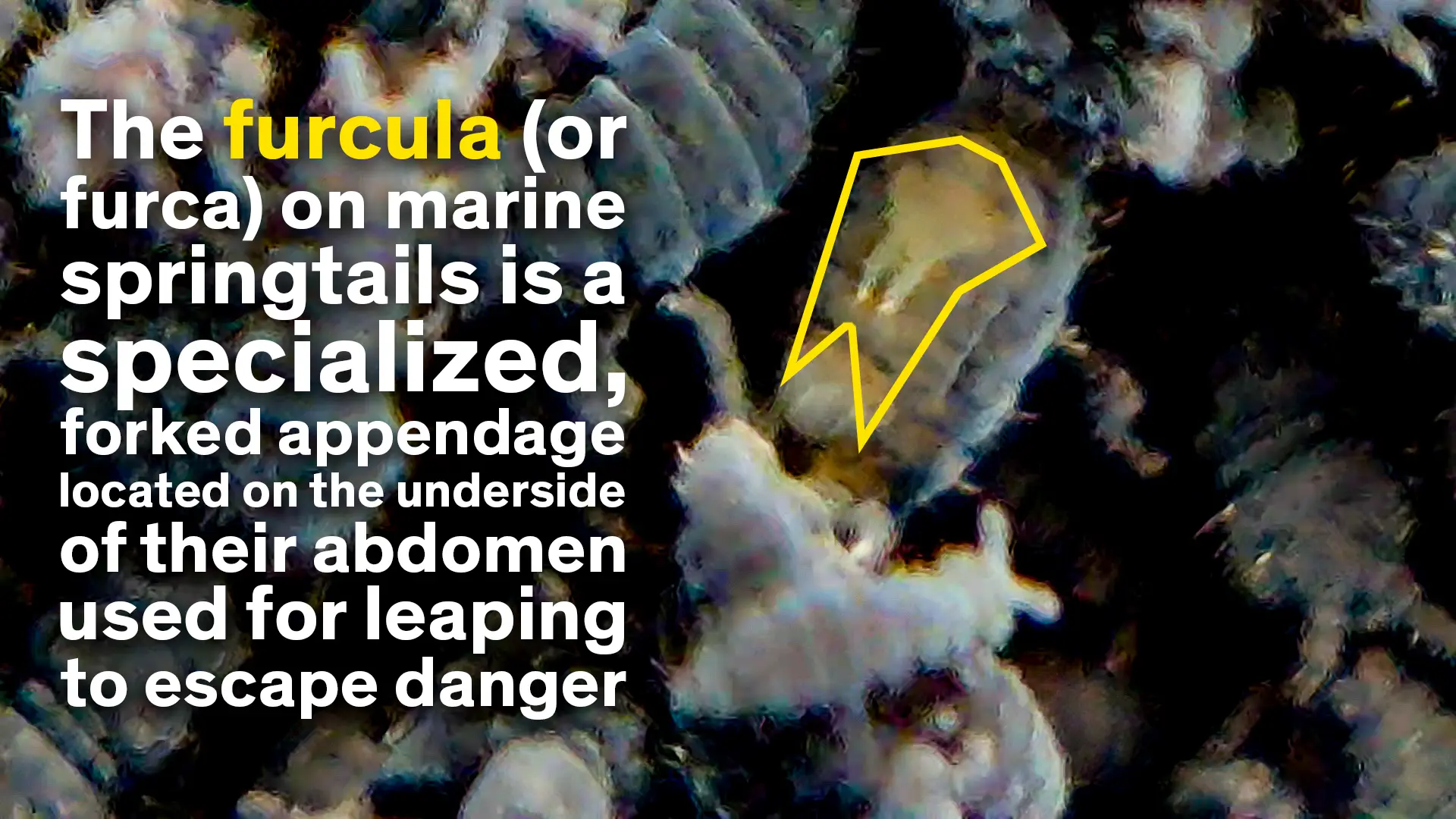 The furcula (or furca) of a marine Springtail. It looks like a two pronged fork on the belly of this species.