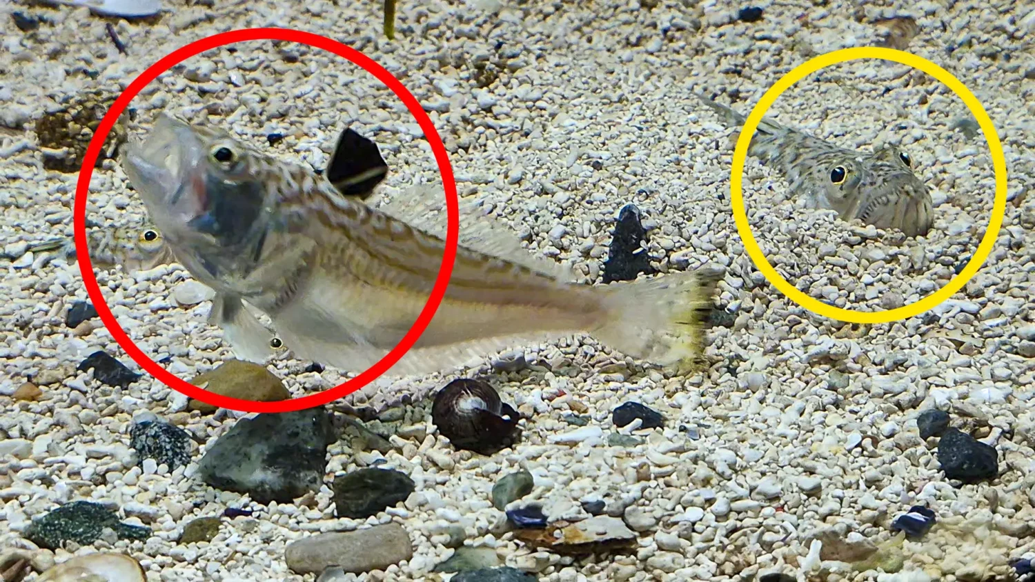 The lesser weever has a dark sail fin that can inject venom.