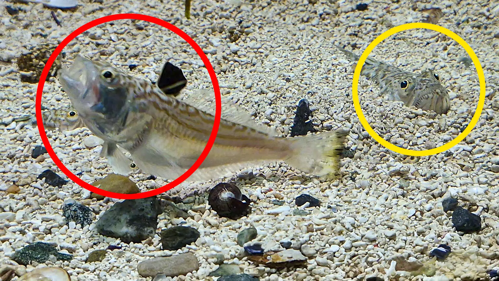 The lesser weever has a dark sail fin that can inject venom.