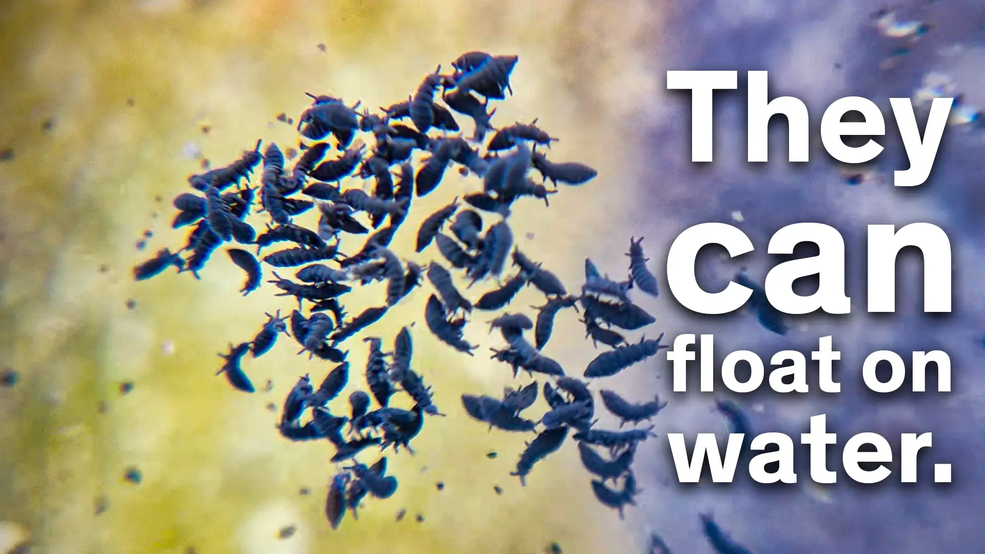 The marine springtail can float on water thanks to its Hydrophobic skin.