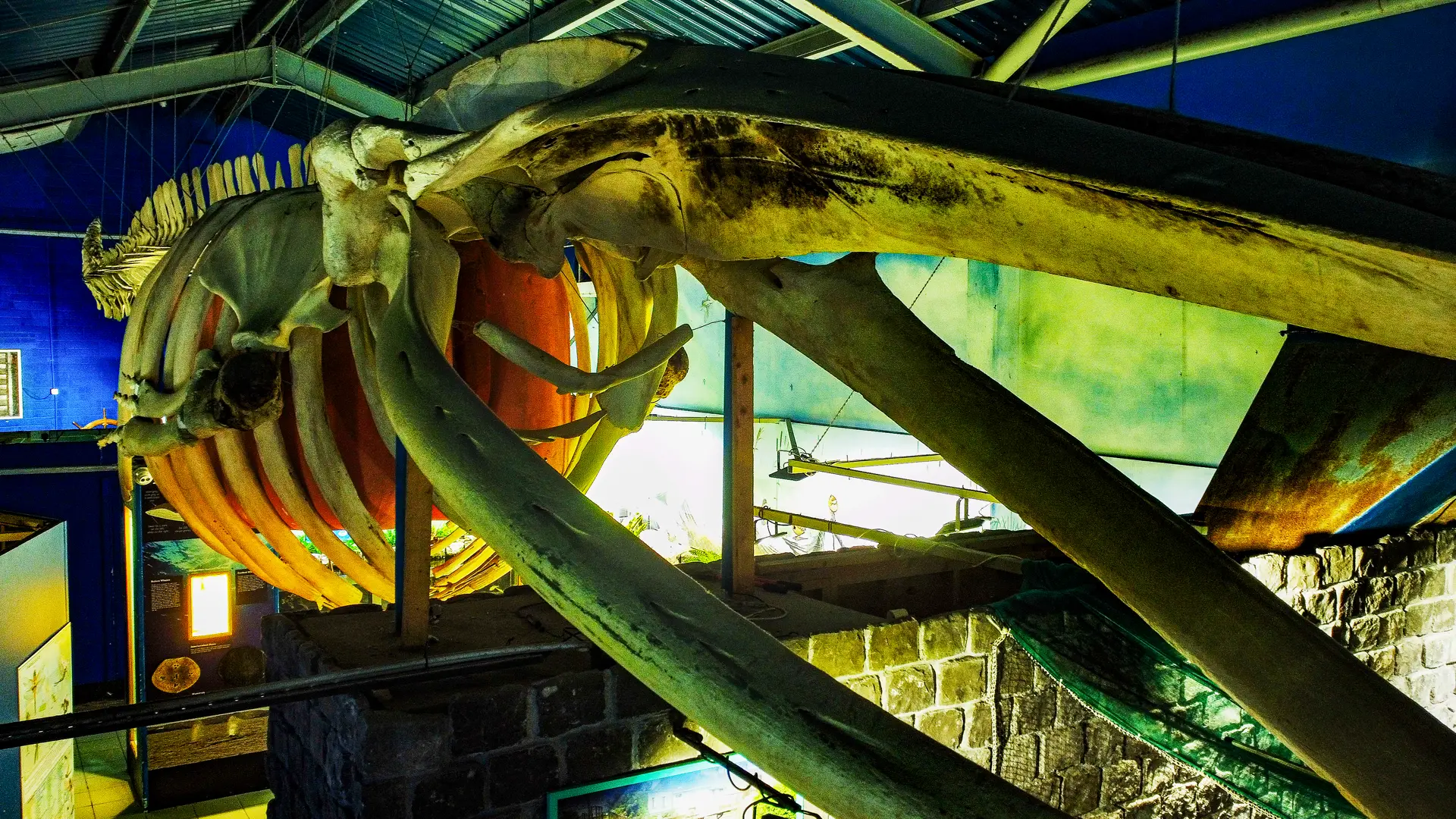 A massive 60 foot Fin Whale Skeleton hangs from the ceiling in the Aquarium