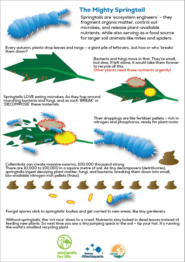 COLLEMBOLA illustrated 2026 copy version 1
