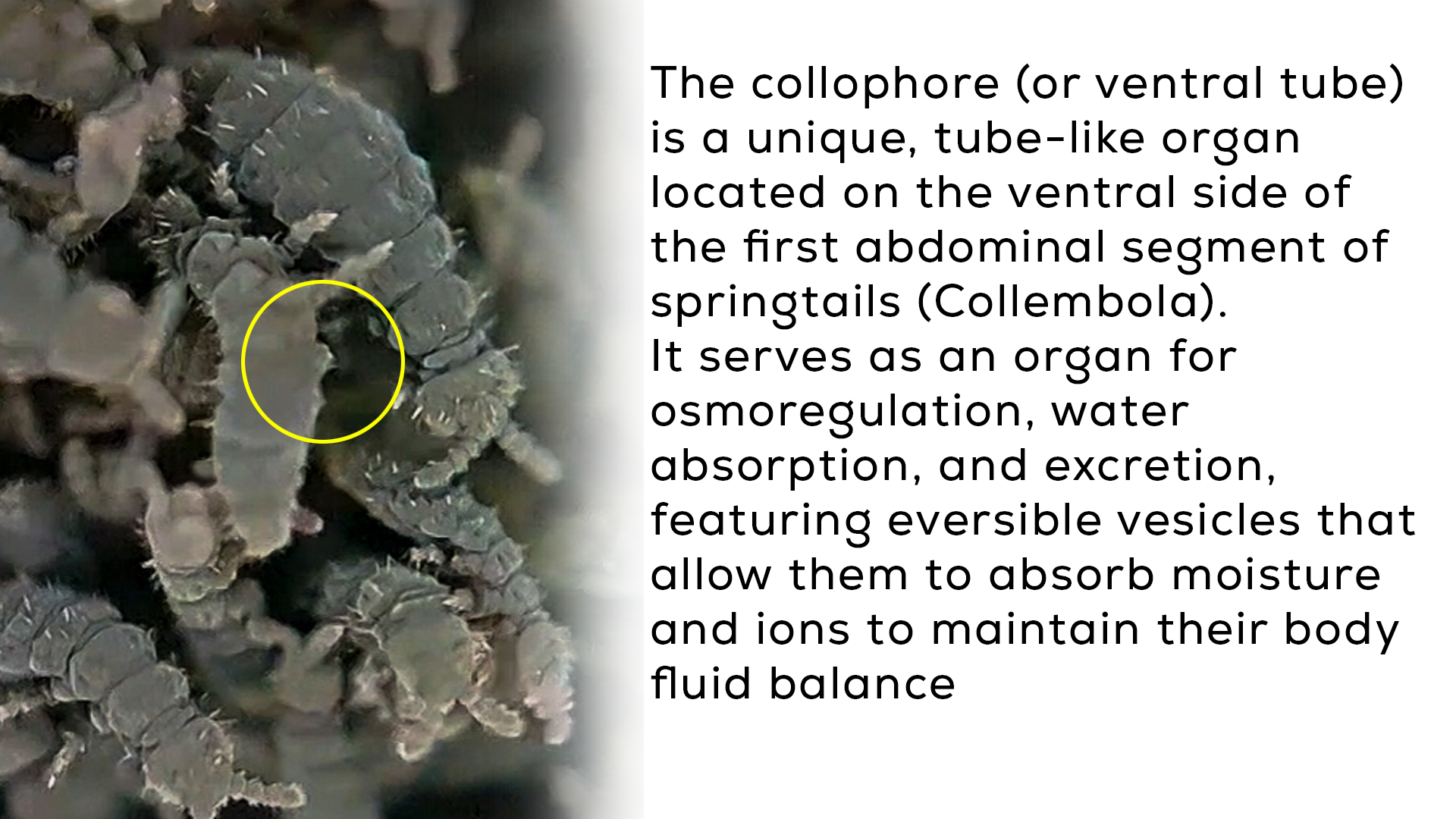 COLLOPHORE Springtail
