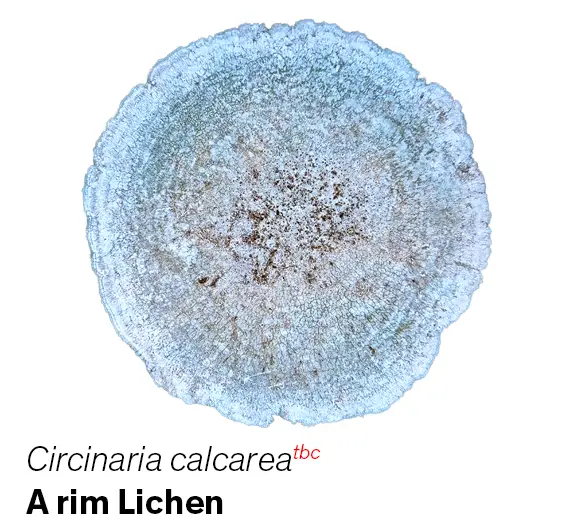 Circinaria calcarea to be confirmed yet