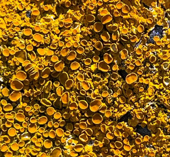 Close up macro photo of yellow lichen