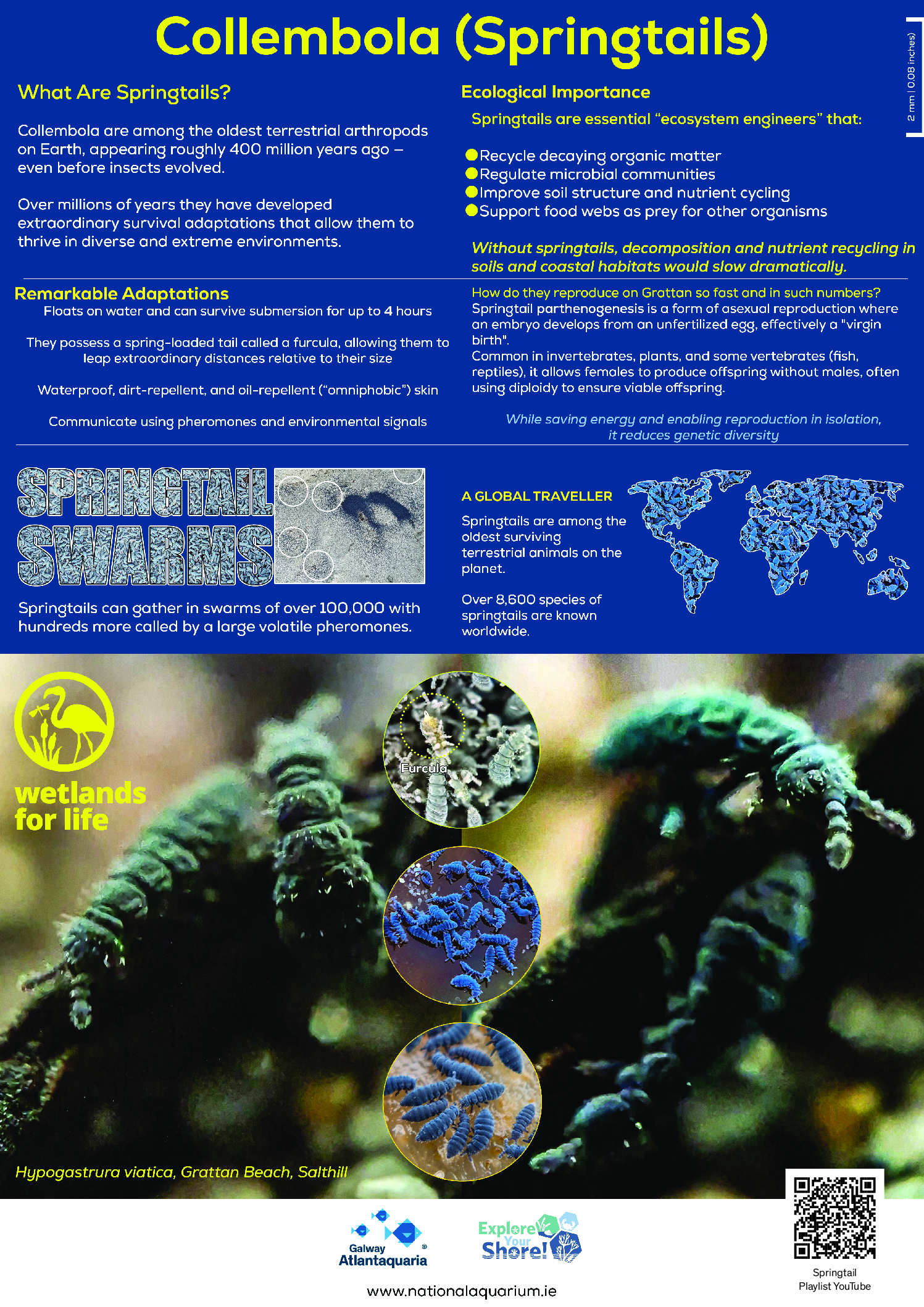 A Collembola Poster and Infographic
