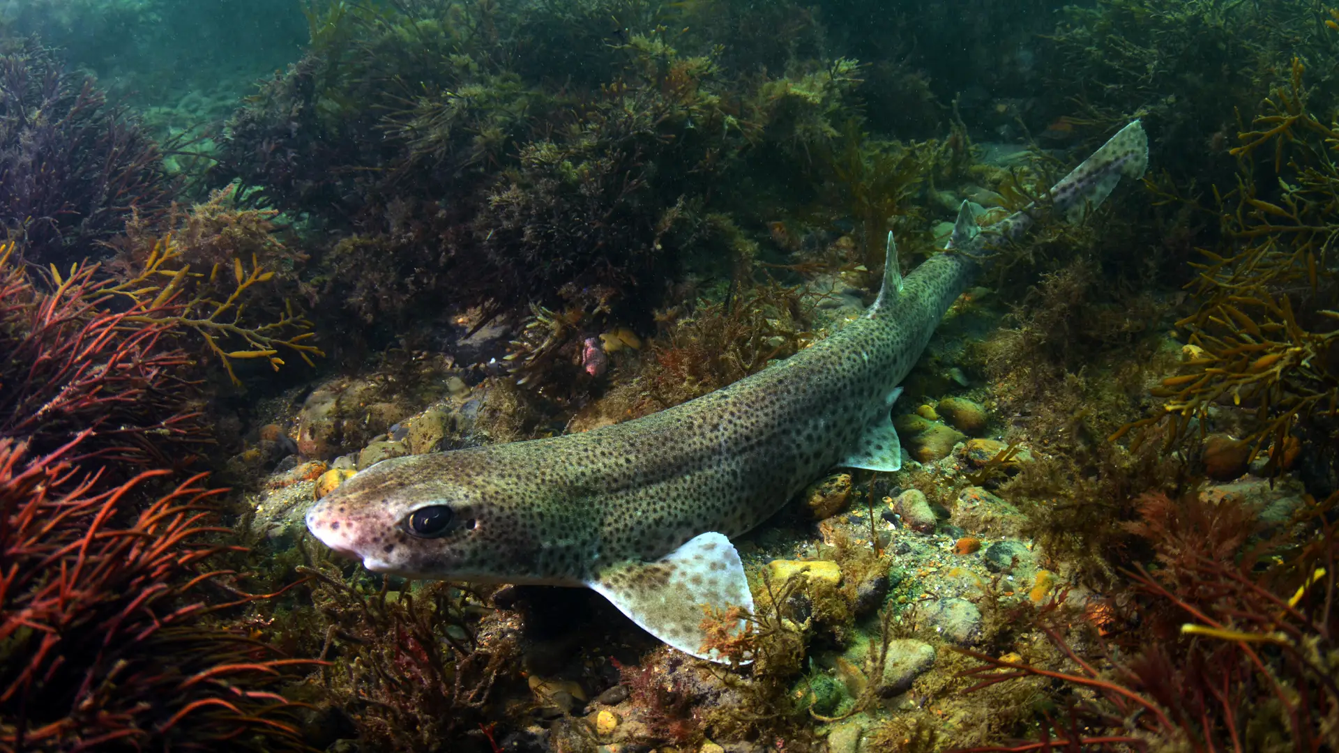 Dogfish or native shark in Galway Bay