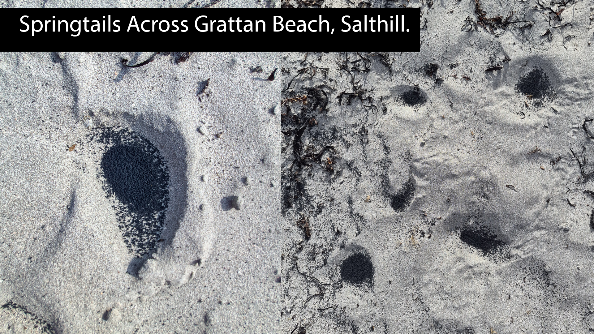 Image shows Springtails in hollows on the beach