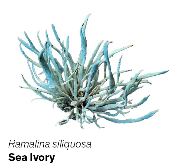 Ramalina siliquosa sea ivory lichen