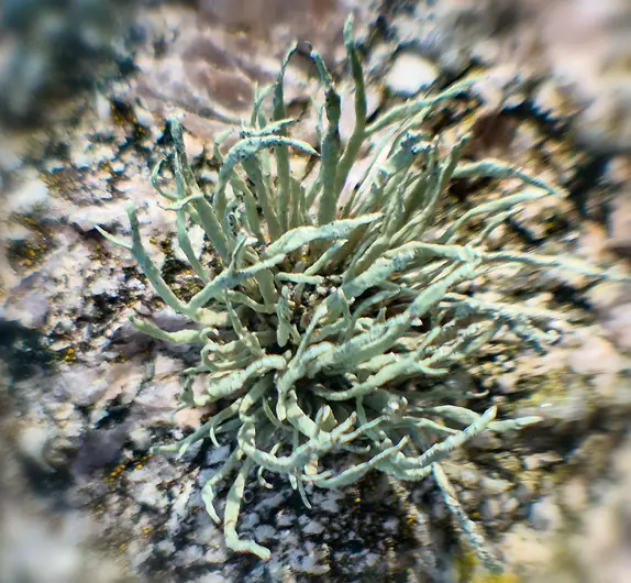 Sea Ivory lichen on a rock. Its stalks are a green and blue colour.