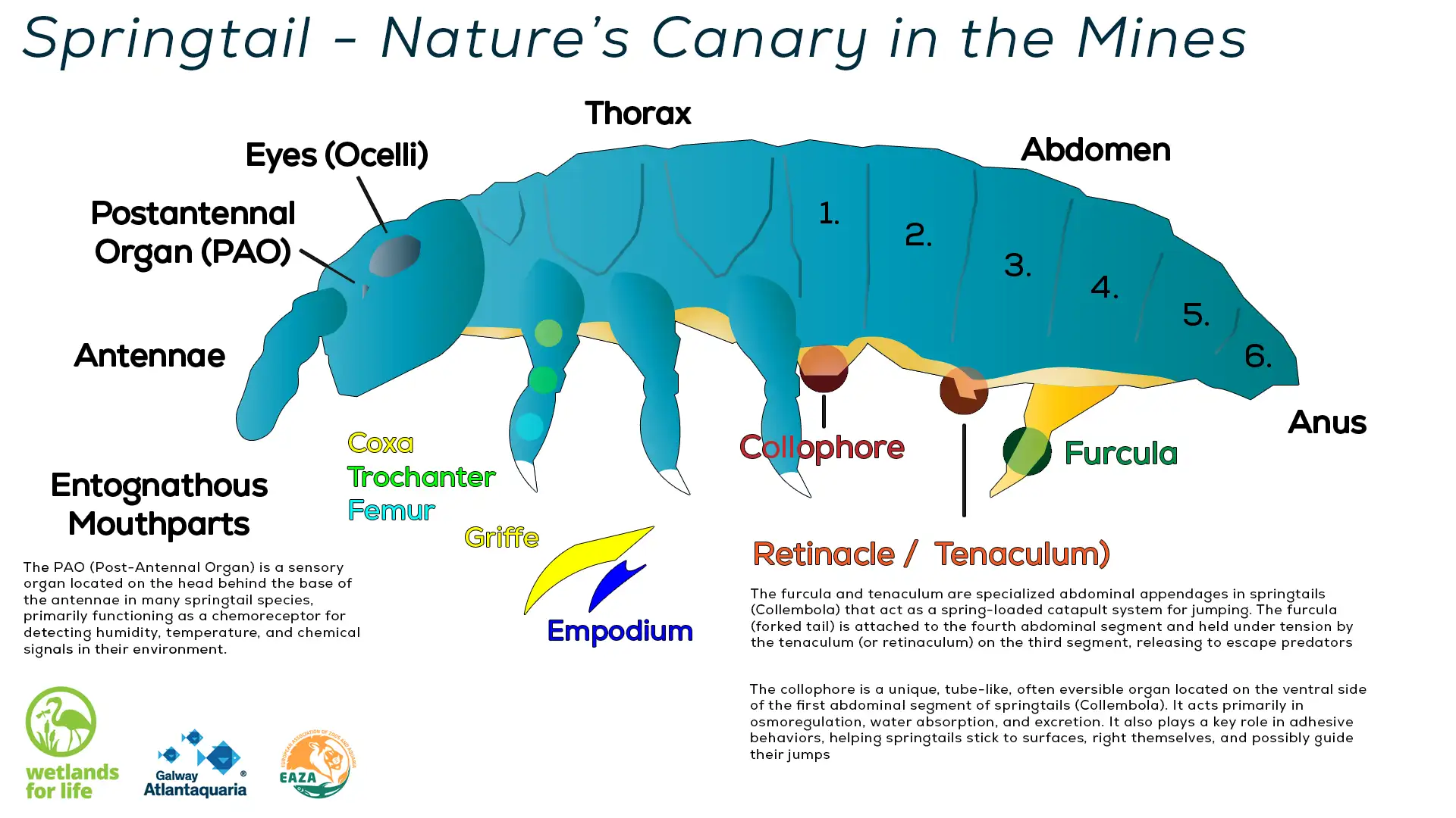 Springtail Anatomy Illustration