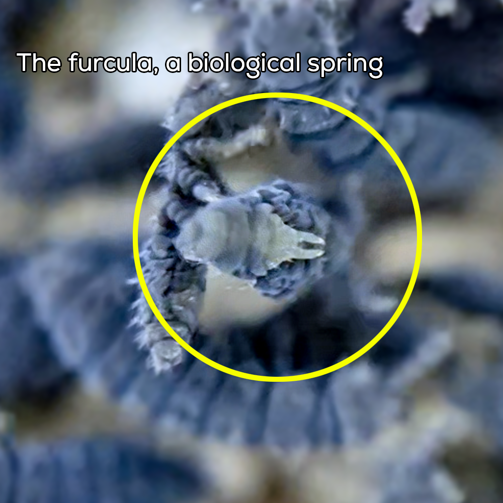 Springtail MICRO 07 05 2026