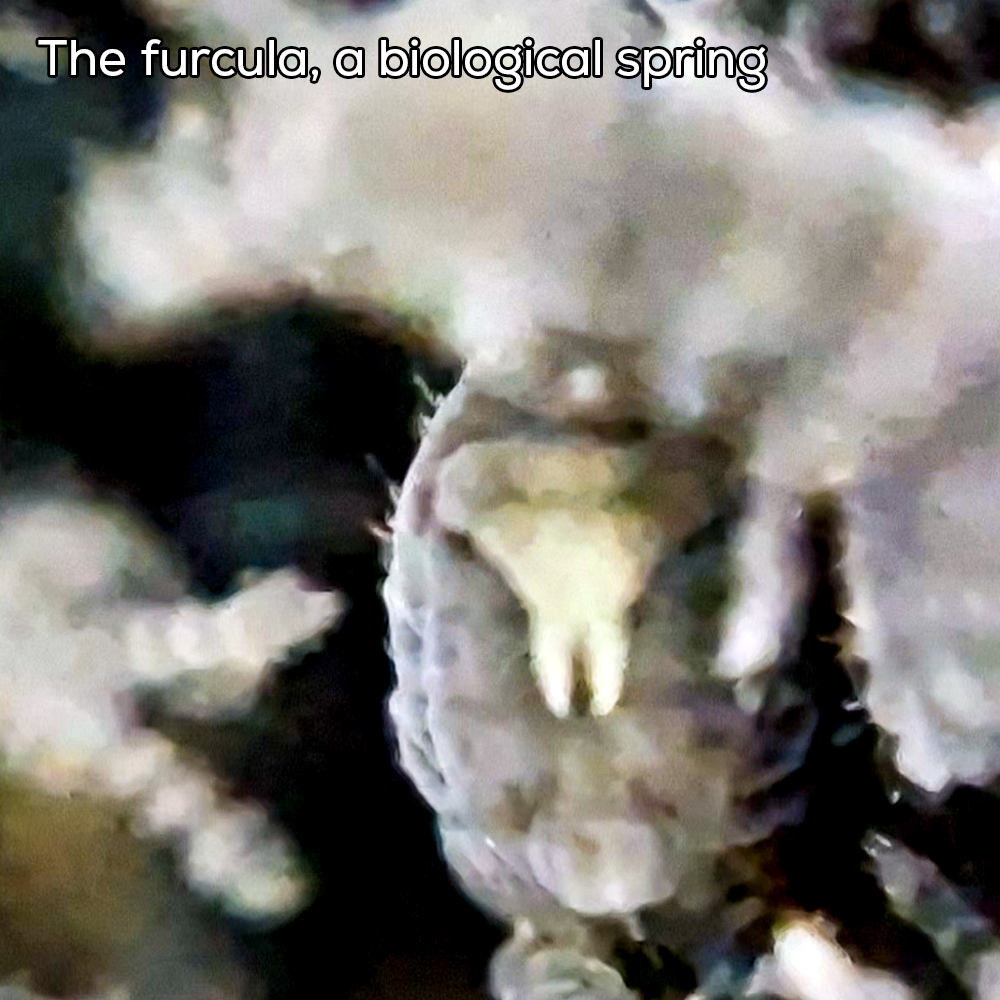 Springtail MICRO 1 07 05 2026