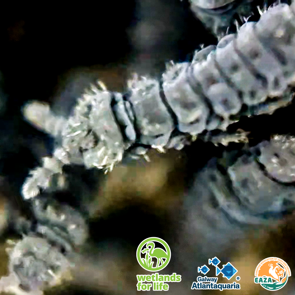 Springtail MICRO 3 07 05 2026