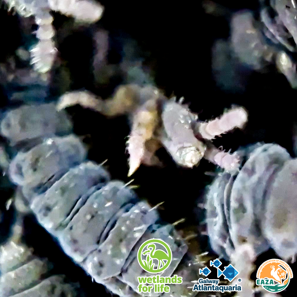 Springtail MICRO 4 07 05 2026