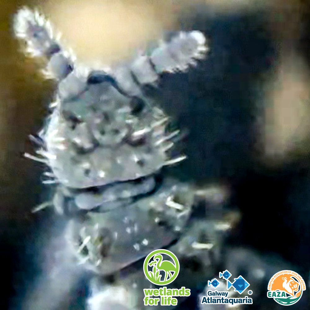 Springtail MICRO 5 07 05 2026