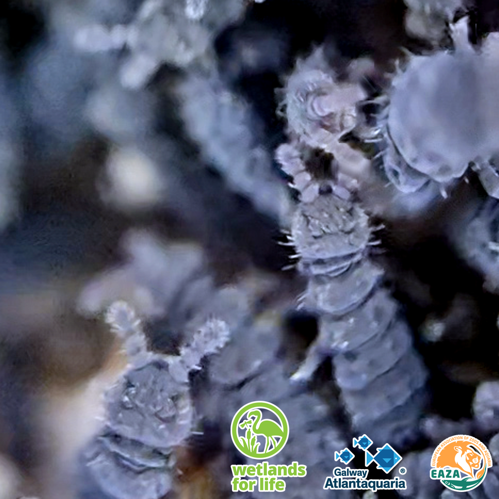 Springtail MICRO 7 07 05 2026