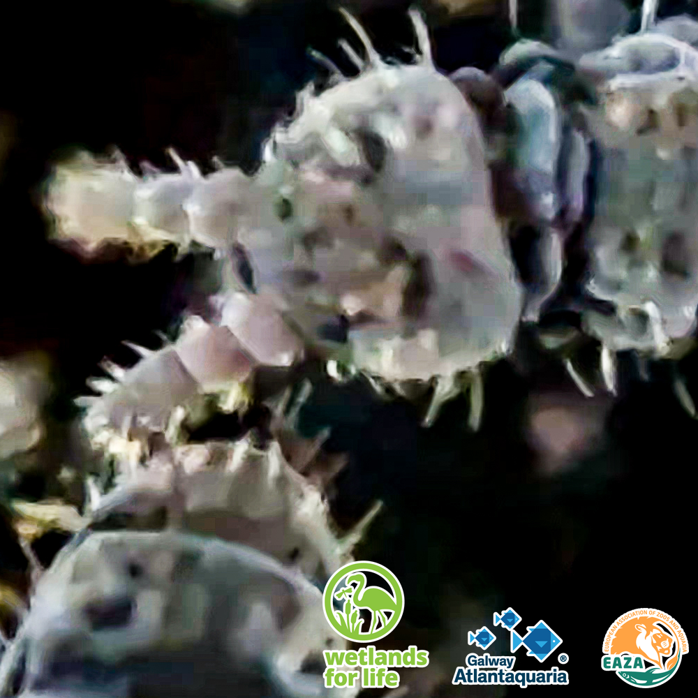 Springtail MICRO 8 07 05 2026