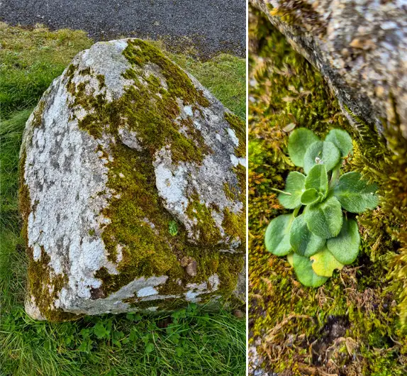 This photo shows how lichen encourage moss to grow and thus create space for plants to grow too.