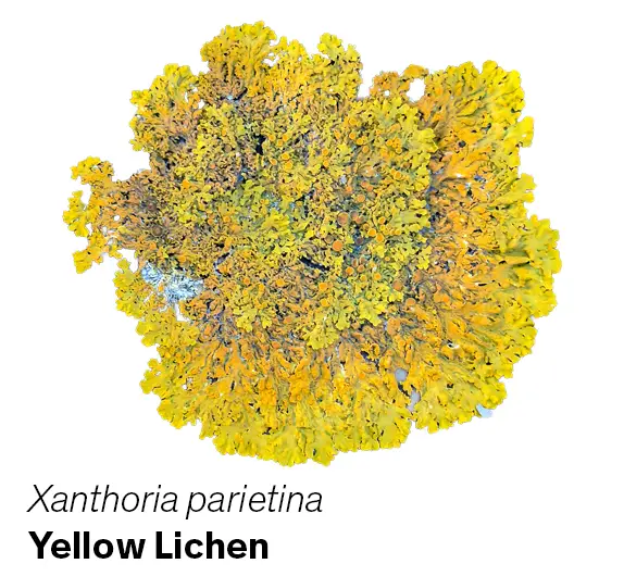 Xanthoria parietina or yellow lichen on a white background.