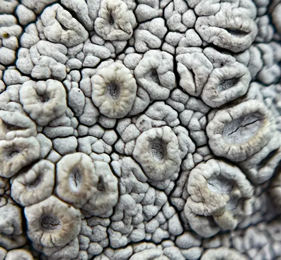 rim or molar lichen, it is pure white but looks like teeth or molars.